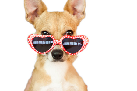 Cute dog with heart sunglasses on white backgroundの写真素材