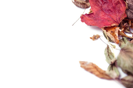 Autumn leaves with copy space on white backgroundの写真素材