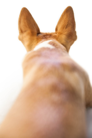 Cute dog with pointy ears on white backgroundの写真素材