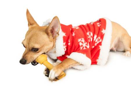 Cute festive dog in christmas jacket on white backgroundの写真素材