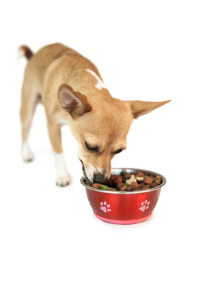 Cute dog eating from bowl on white backgroundの写真素材