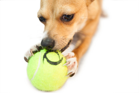 Cute little dog chewing on ball on white backgroundの写真素材