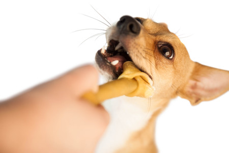 Cute dog chewing bone on white backgroundの写真素材