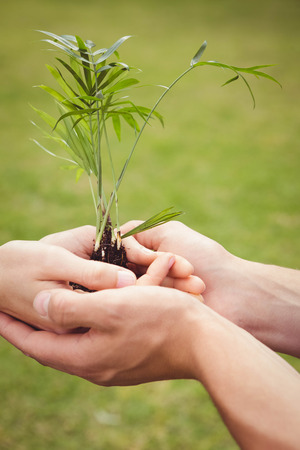 Close-up of young couple holding a saplingの写真素材