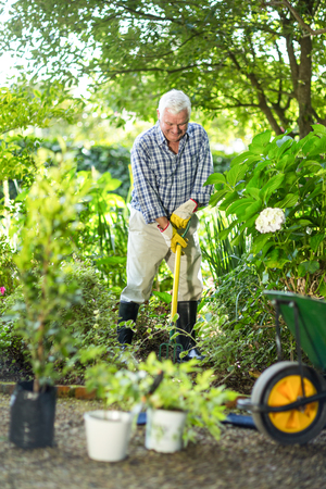 Senior man using rake amidst plants in gardenの写真素材