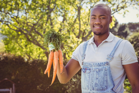 Portrait of young man holding bunch of freshly plucked carrotsの写真素材