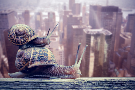 Snail on a white background against image of a city landscapeの写真素材