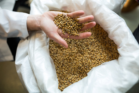 Close-up of brewer showing grains at brewery factoryの写真素材