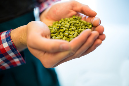 Close-up of brewers showing hops at brewery factory