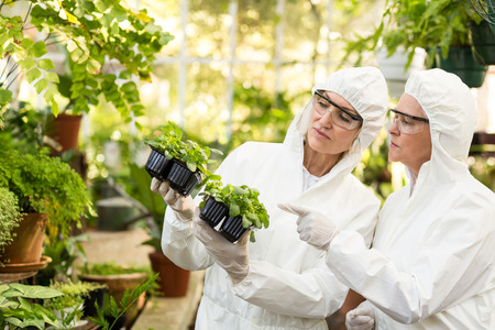 Female scientists in clean suit examining saplings at greenhouseの写真素材