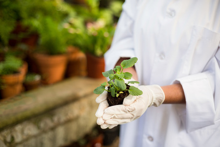 Close-up of scientist holding plants at greenhouseの写真素材