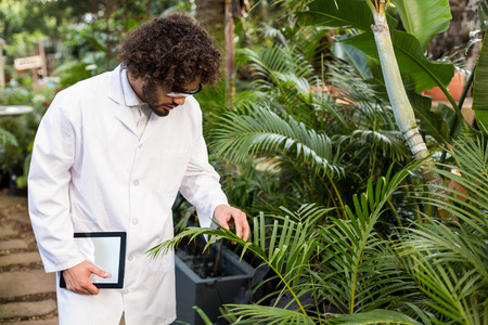 Male scientist examining plants while holding digital tablet at greenhouseの写真素材