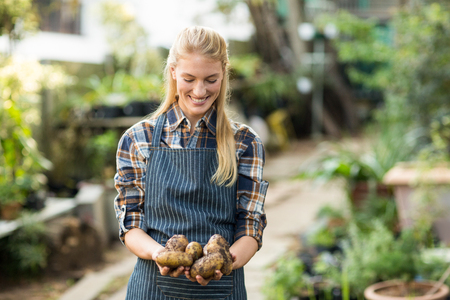 Smiling female gardener holding harvested potatoes at greenhouseの写真素材
