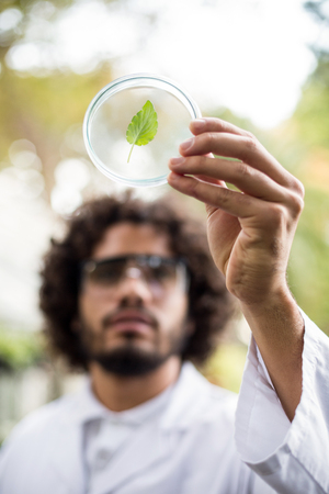 Male scientist inspecting leaf on petri dish at greenhouseの写真素材