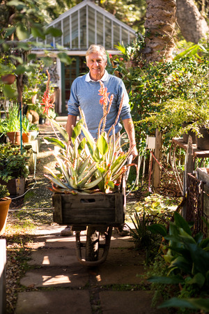 Portrait of mature male gardener pushing wheelbarrow in gardenの写真素材