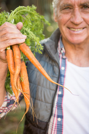 Portrait of happy mature male gardener holding fresh carrots at gardenの写真素材