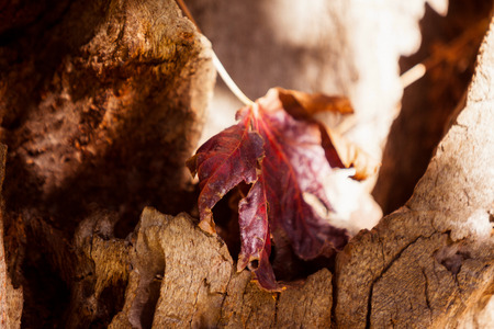 Close-up of autumn leaf on tree trunk at parkの写真素材