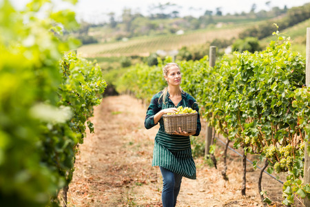 Young woman harvester working in vineyardの写真素材