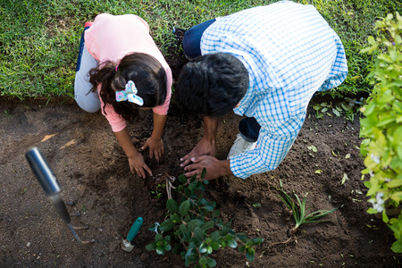 Father and daughter planting tree in garden at backyardの写真素材
