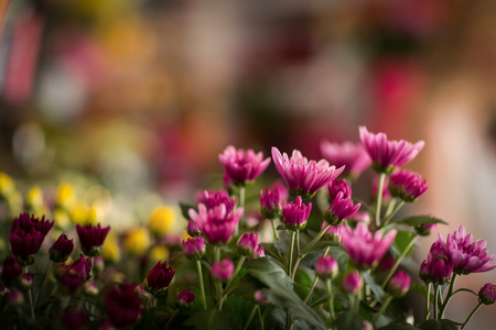 Flowers arranged in florist shopの写真素材