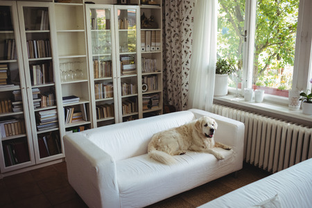Pet dog relaxing on a sofa at homeの写真素材