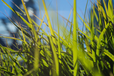 Close-up of green grass on a sunny dayの写真素材