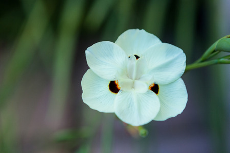 Close-up of white flowerの写真素材