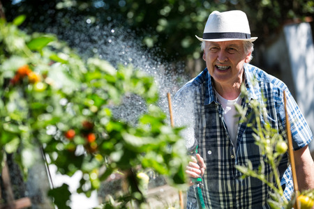 Senior man watering plants with a hose in vegetable garden on a sunny dayの写真素材