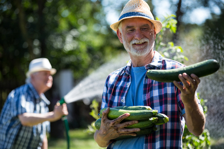 Senior man holding fresh zucchini in vegetable garden on a sunny dayの写真素材