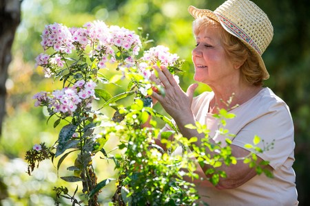 Senior woman examining flowers in garden on a sunny dayの写真素材