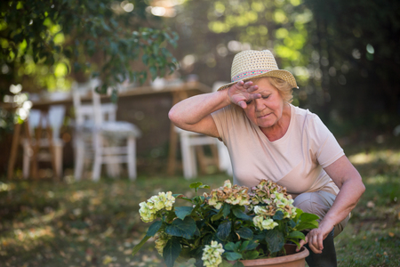 Senior woman carrying pot plant in garden on a sunny dayの写真素材