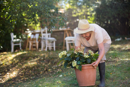 Senior woman carrying pot plant in garden on a sunny dayの写真素材