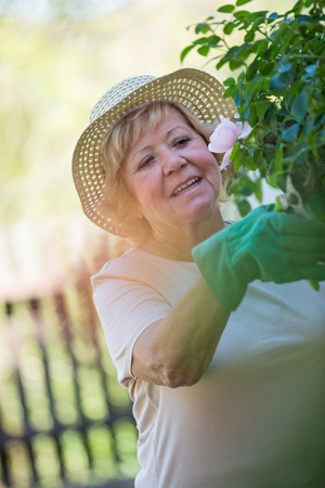 Senior woman trimming plants with pruning shears in gardenの写真素材