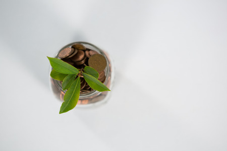 Plant growing in savings coins on white backgroundの写真素材