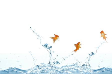 Goldfish swimming with mouth open against white screen against close up on blue sparkling waterの写真素材