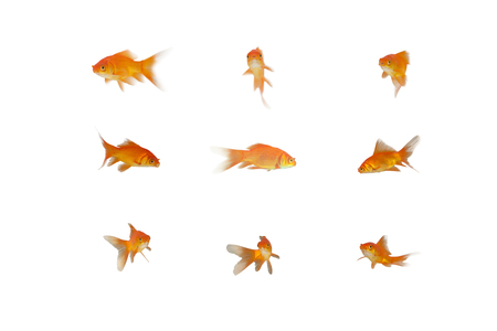 Side view of fish swimming against white backgroundの写真素材