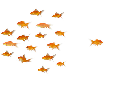 Side view of fish swimming against white backgroundの写真素材