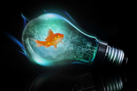 Side view of fish swimming against clear light bulbの写真素材