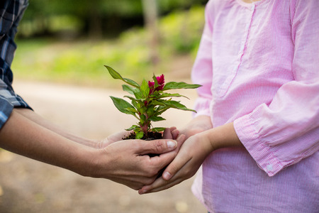 Mid section of grandmother and granddaughter holding sapling in gardenの写真素材