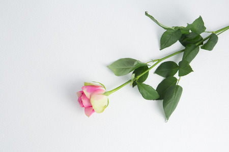 Close-up of pink rose on white backgroundの写真素材