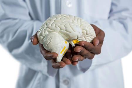 Mid section of doctor holding anatomy brain