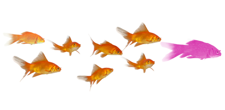 3D Goldfish swimmming against white backgroundの写真素材