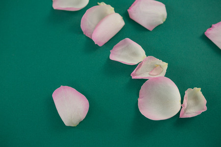 Close-up of rose petals on green backgroundの写真素材