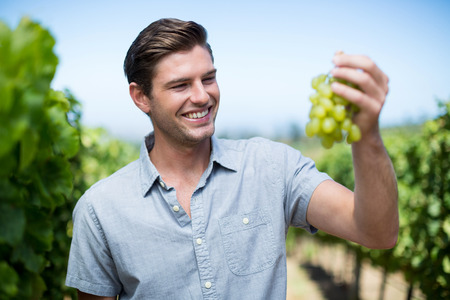 Happy young man holding grapes at vineyard