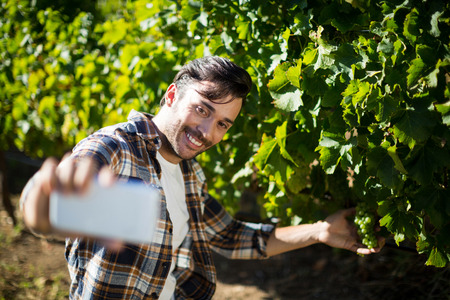 Happy man taking selfie with grapes growing on plants at vineyard during sunny dayの写真素材