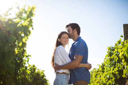 Smiling woman hugging boyfriend amidst plants at vineyard during sunny dayの写真素材