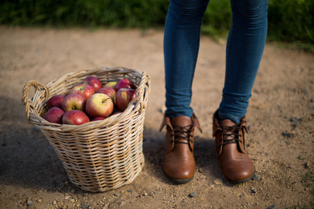 Low section of person standing by apples in wicker basket on field at farmの写真素材