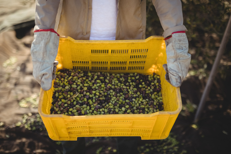 Mid section of man carrying olives in crate at farmの写真素材