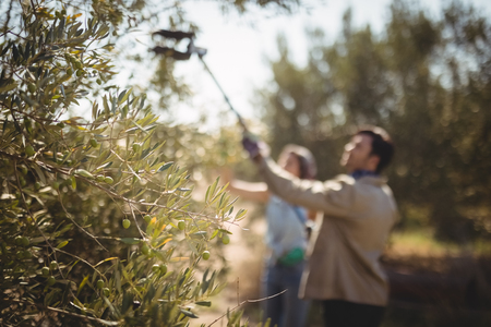 Young couple with equipment plucking olives at farmの写真素材