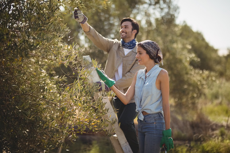 Smiling young couple plucking olives at farm during sunny dayの写真素材